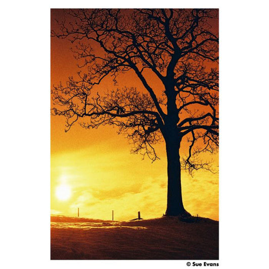 Harman RED 120 - NEGATIVESCU