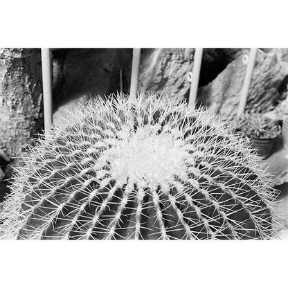 Ilford Delta 400 120 - NEGATIVESCU
